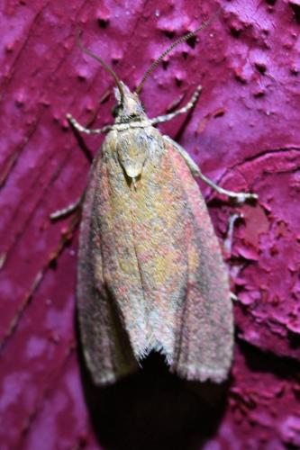 Réf. 304 930 : Celypha rosaceana